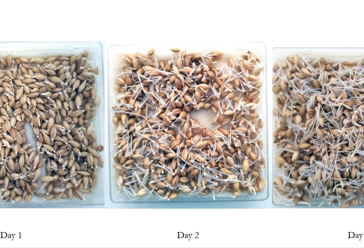 Method for Quantifying Protein Synthesis Rates in Barley Seed Germination
