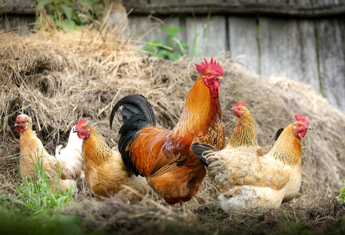 Method for Improving Hydration and Gut Health in Poultry
