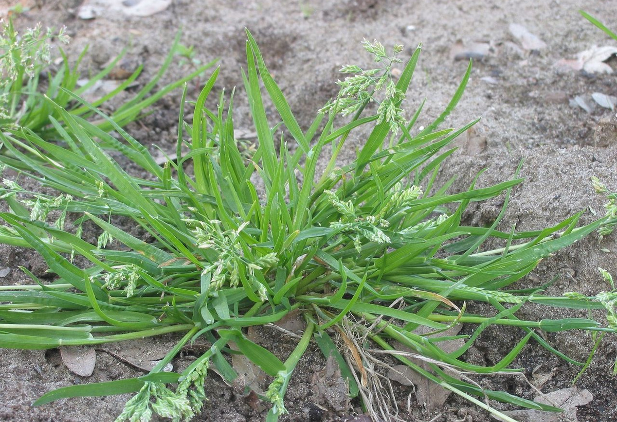 Herbicide for Turfgrass Management