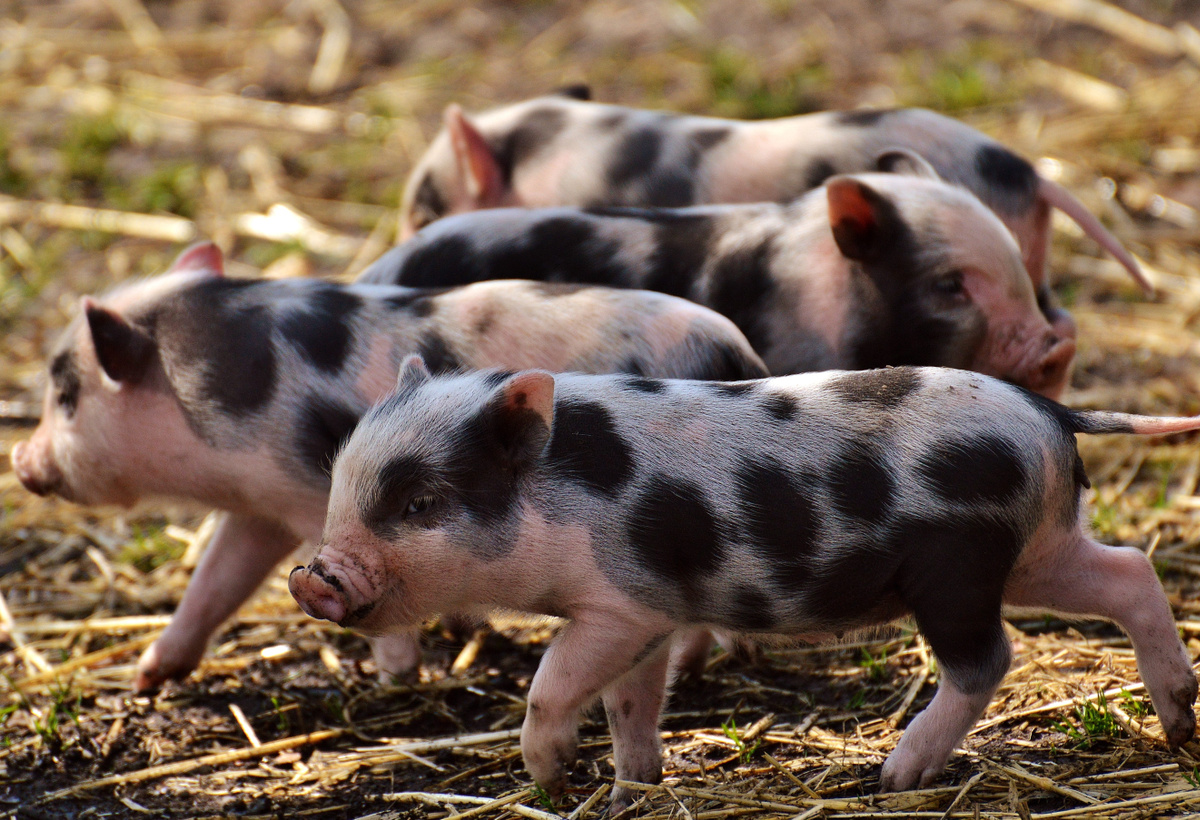 Lipid Matrix Beads Facilitate Feed-Based Delivery of Antibacterial Essential Oils in Pigs