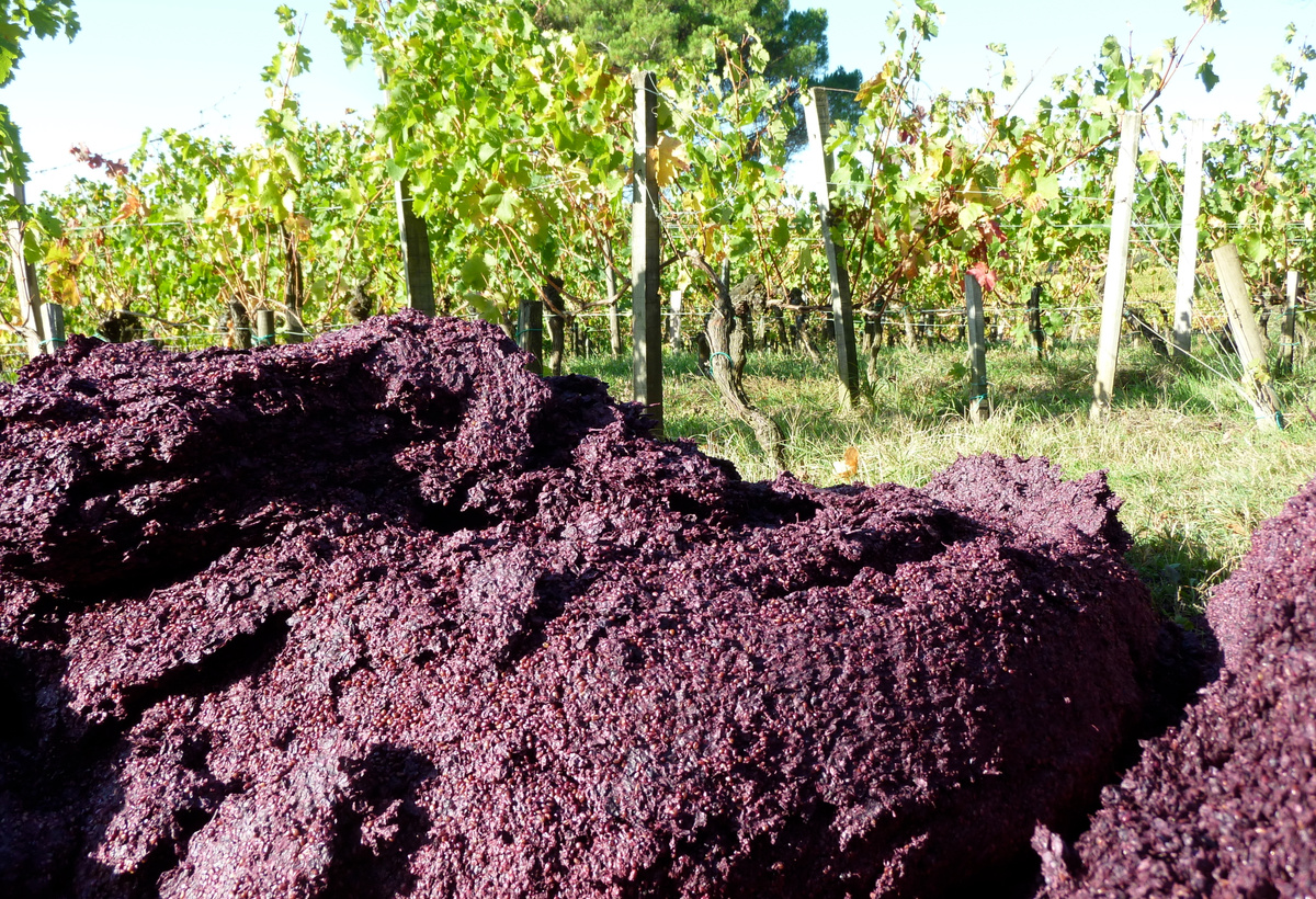 Zero Wine Waste with Microalgae Processes