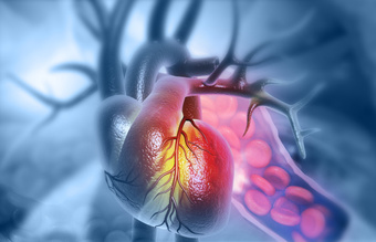 Reducing Doxorubicin-Induced Cardiac Damage