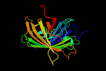 mGold - Photostable Yellow Fluorescent Proteins