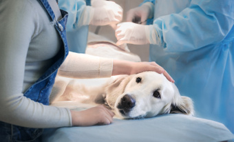 Novel Forceps for Veterinary Surgery