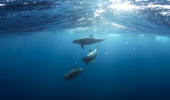 Novel Underwater Array for Detection and Monitoring of Marine Mammals